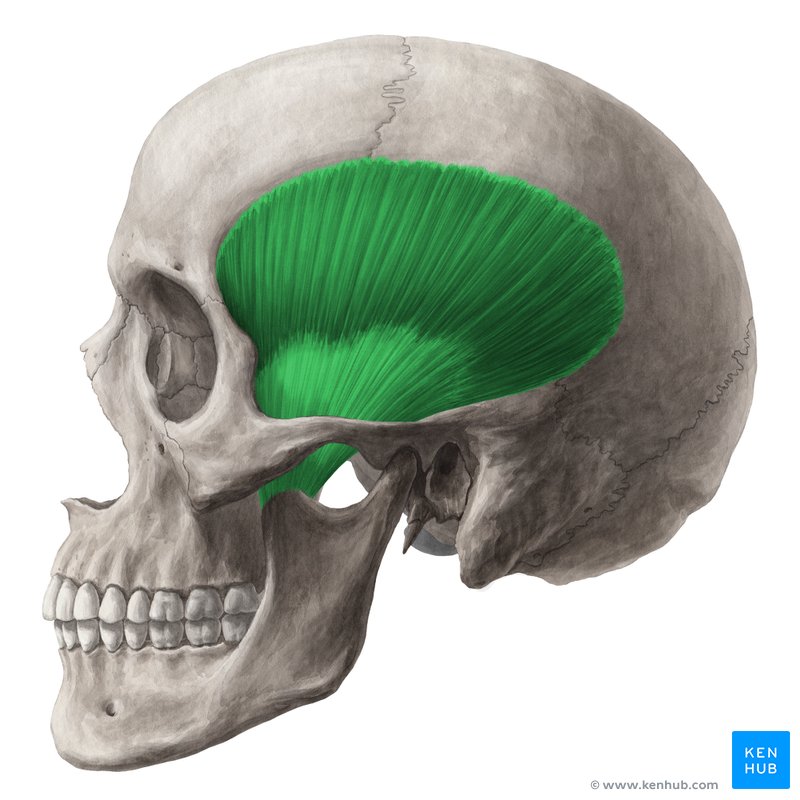<p>A muscle named based on its location over the temporal bone.</p>