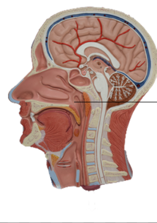 <p>connects pharynx with middle ears</p>