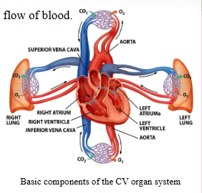 <p> Function:</p><p> Carry and control the flow of blood.</p><p> Capillaries – site of nutrient, waste, gas exchange</p>