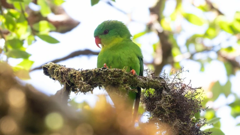<p>Blue fronted lorikeet</p>