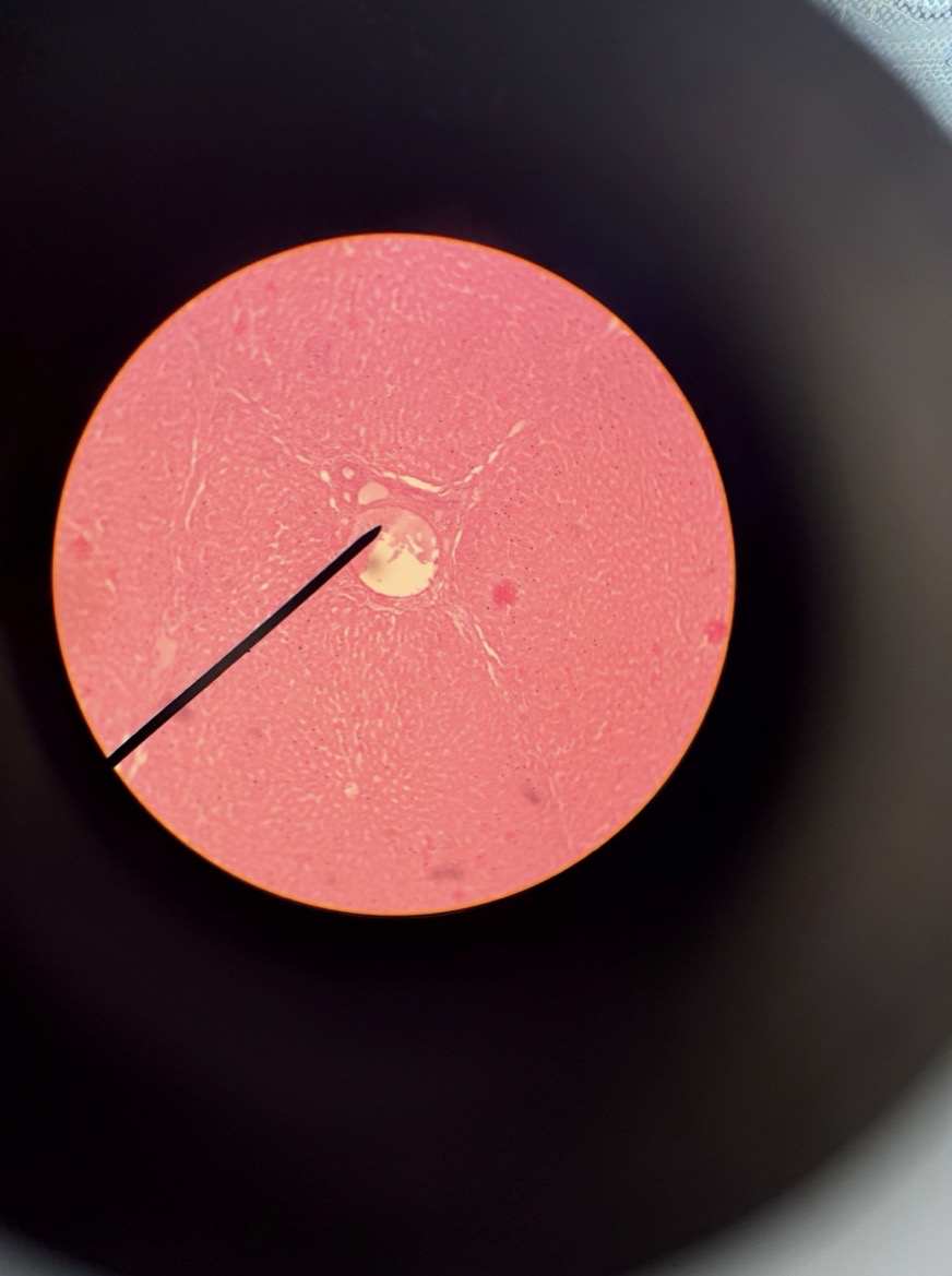 <p>What tissue is this?</p>