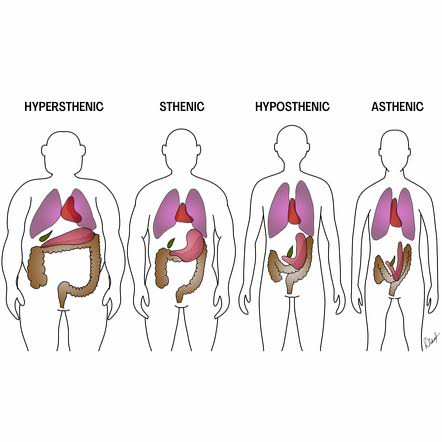 <p>Hyposthenic (35% of people)</p>