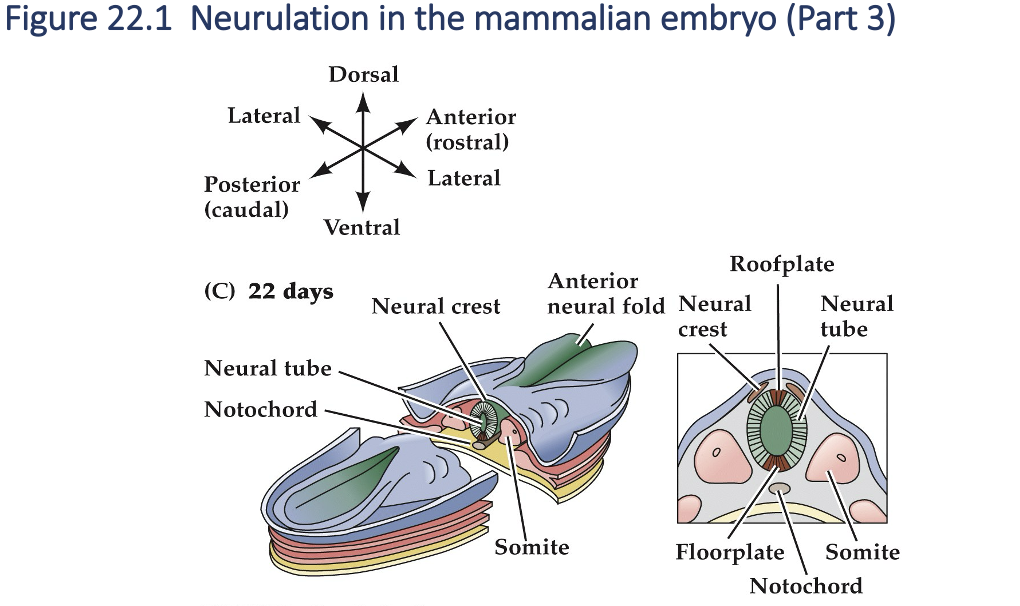 <p><span style="font-family: "Calibri Light";"><strong>Neurulation in the mammalian embryo (Part 3)</strong></span></p>
