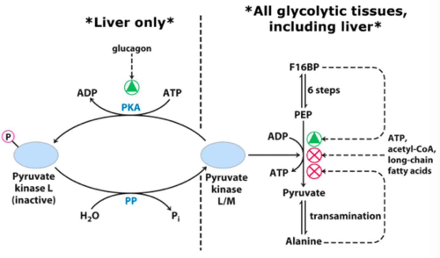 <p>Acetyl-CoA</p>
