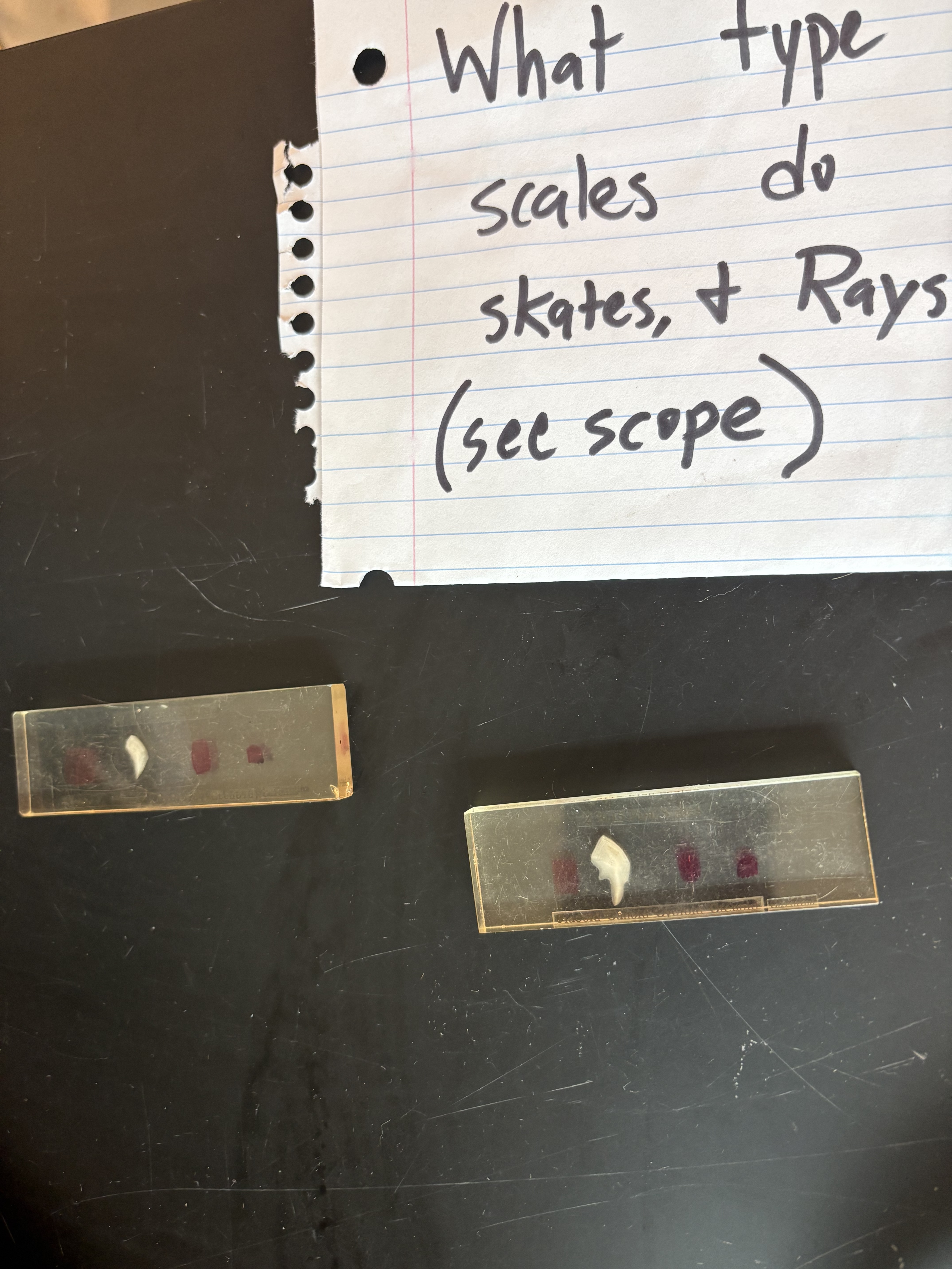 <p>What type of scales do sharks, skates, and Rays have?</p>