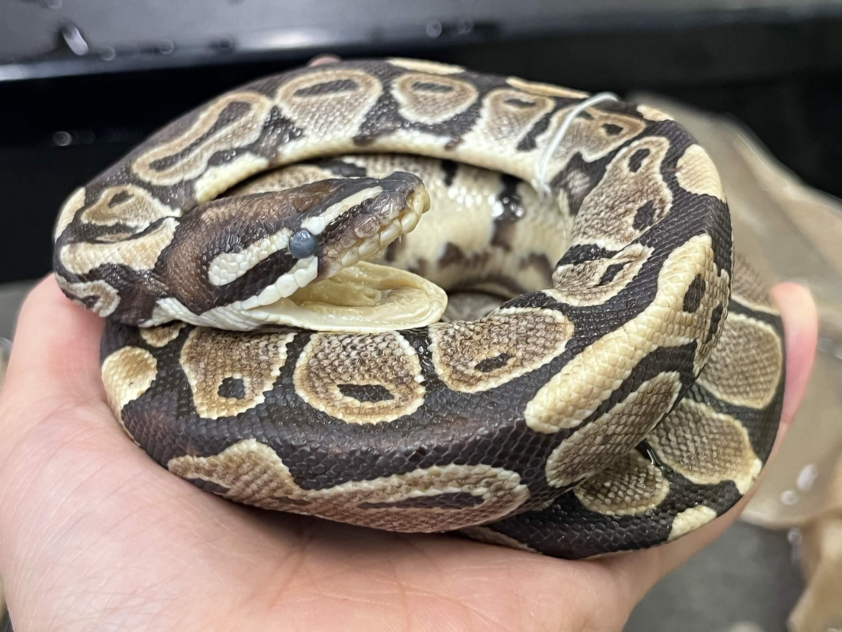 <p>Infraorder + Family?</p>