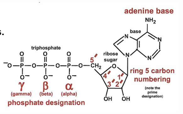 <p>Cosubstrate</p><p>Transfer of phosphoryl and nuceotidyl groups</p>