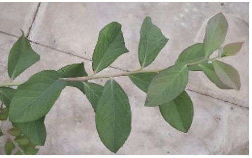 <p><strong>Plant family:</strong> Ericaceae<br><strong>Life cycle:</strong> Perennial<br><strong>Key persistence / spread:</strong> Cuttings and layering<br><strong>Farming systems:</strong> Berry production systems</p><p><strong> How to identify</strong></p><p>This crop grows as a low, woody shrub rather than a tree. Multiple stems arise from the base, forming an open bush.</p><p>Leaves are small, narrow, and oval, often with smooth margins. Foliage may turn red or orange before leaf fall in autumn.</p><p>Flowers are small, pale, and bell‑shaped, produced in clusters along the stems. These later develop into round berries.</p><p>Plants thrive only in acidic soils, and this soil requirement often helps confirm identification in the field.</p>