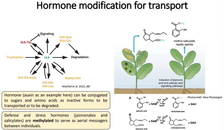 <ul><li><p>it is important that hormones are<strong> temporarily inactivated </strong>during transport and only activated upon arrival</p></li><li><p>this can be done by <strong>conjugation </strong>to <strong>sugars/amino acids</strong></p></li><li><p>these signals can also sometimes trigger <strong>enzymatic degradation</strong></p></li><li><p><strong>methylation</strong> of <strong>defence </strong>and <strong>stress </strong>hormones (jasmonates/salicylates) reduces interaction with the aqueous environment to facilitate emission as <strong>volatile signalling </strong>compounds</p></li><li><p>hormones are transported by the <strong>xylem </strong>(root to shoot) and <strong>phloem </strong>(source to sink)</p></li></ul><p></p>