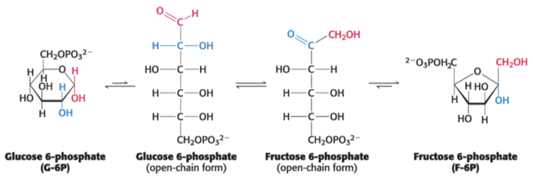 <p>The enzyme that catalyzes this reaction in glycolysis is:</p><p>A) pyruvate kinase</p><p>B) enolase</p><p>C) glyceraldehyde 3-phosphate dehydrogenase</p><p>D) succinyl CoA synthetase</p><p>E) phosphoglucose isomerase</p>