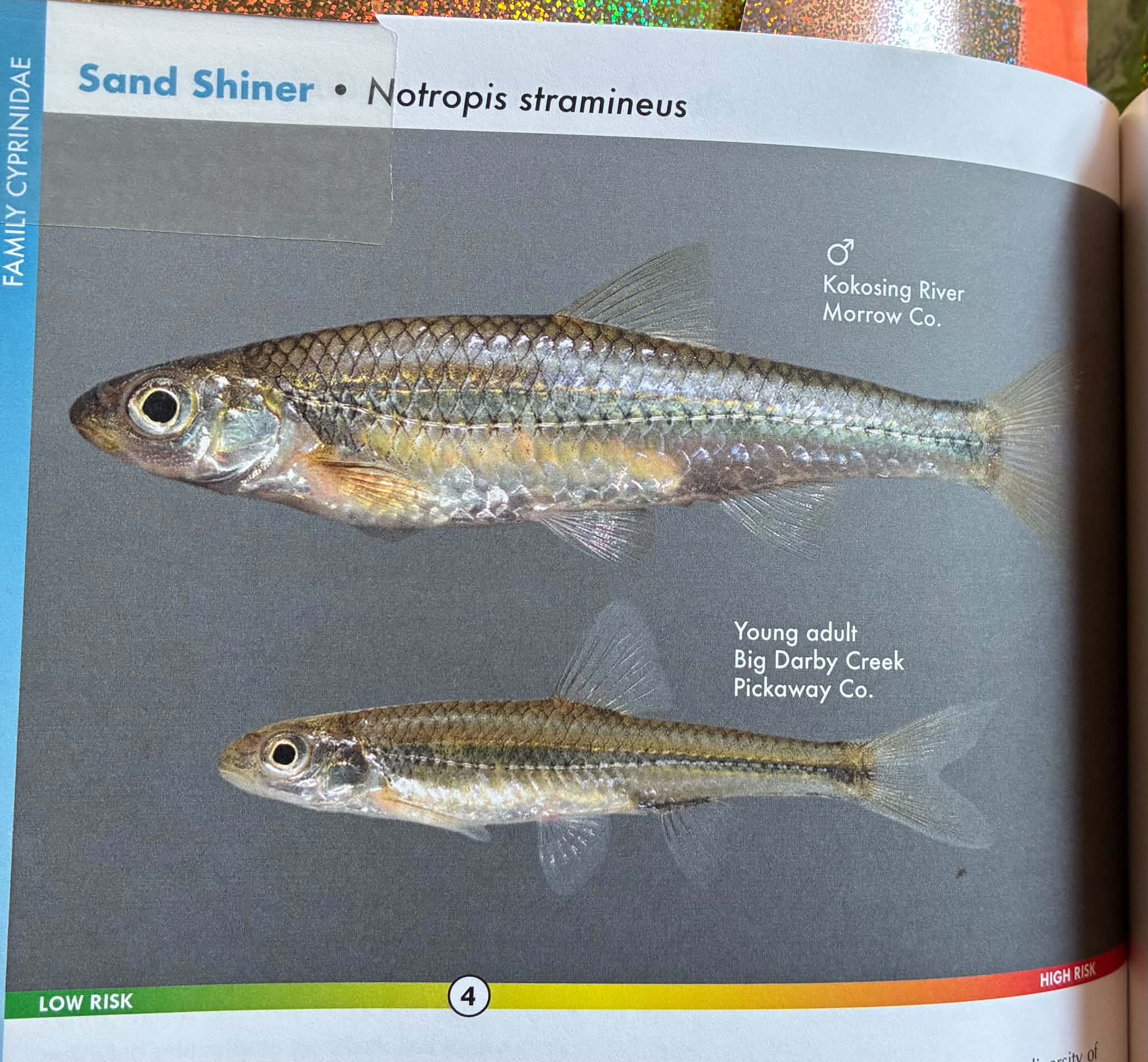 <p>Sand Shiner</p>