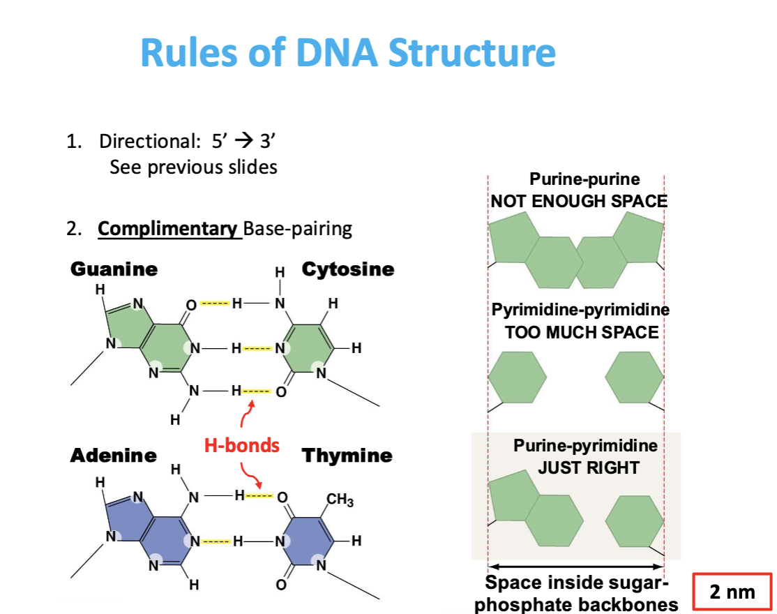 <p>Allows proper base pairing and stability</p>