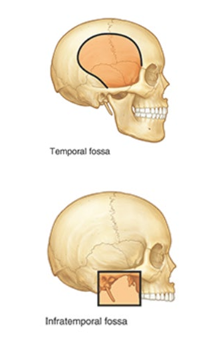 <ul><li><p>temporal fossa</p></li><li><p>infratemporal fossa</p></li></ul><p></p>