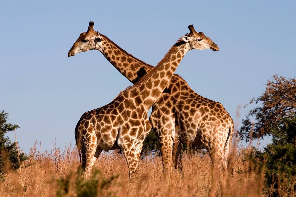 <p>a giraffe</p>