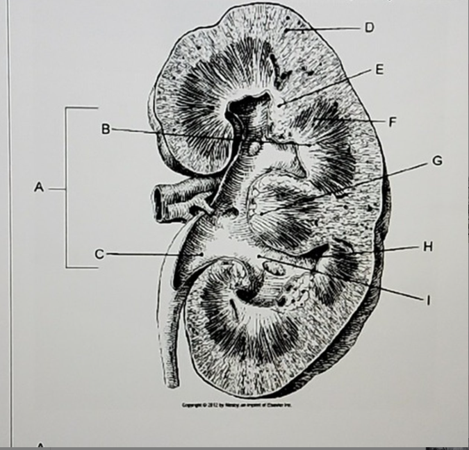 <p>Identify the structures </p>