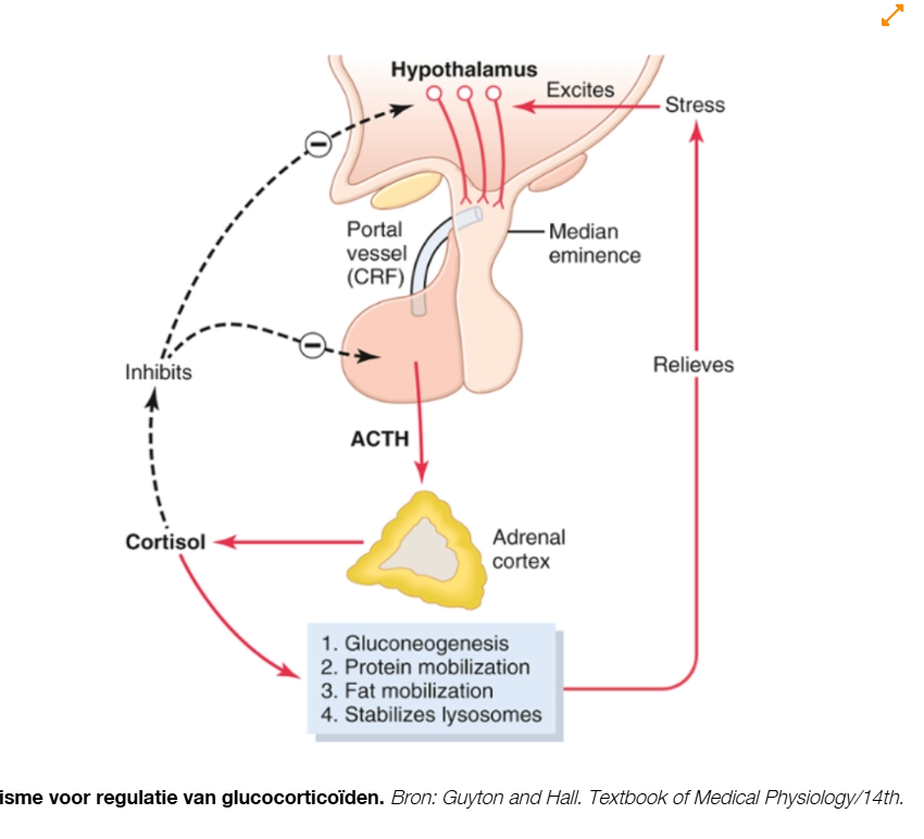 <ul><li><p>door ACTH(anterieure hypofyse) bijna geheel gereguleerd→verbetert productie adrenale androgenen</p></li><li><p>CRF(hypothalamus en gedragen naar hypofyse) controleert weer de ACTH secretie door inductie.(ACTH afgeven)</p></li><li><p>ACTH komt via het bloed bij de <strong>adrenocorticale cellen</strong> (cellen van de bijnierschors).</p></li><li><p>ACTH bindt aan een receptor op het celmembraan.</p></li><li><p>Hierdoor wordt het enzym <strong>adenylylcyclase</strong> geactiveerd.</p></li><li><p>Geactiveerd adenylylcyclase zet ATP om in <strong>cAMP (cyclisch AMP)</strong>.</p></li><li><p>cAMP werkt als een <strong>second messenger</strong>: een stof die het signaal van ACTH binnen de cel doorgeeft.</p></li><li><p>cAMP activeert verschillende enzymen in de cel.</p></li><li><p>Deze enzymen stimuleren de stappen die nodig zijn voor de productie van hormonen.</p></li><li><p>Door activatie van deze enzymen maakt de bijnierschors meer hormonen, waaronder:</p><ul><li><p>Cortisol</p></li><li><p>Adrenale androgenen</p></li><li><p>(In mindere mate beïnvloedt ACTH ook andere hormonen van de bijnierschors.)</p></li></ul></li></ul><p></p>