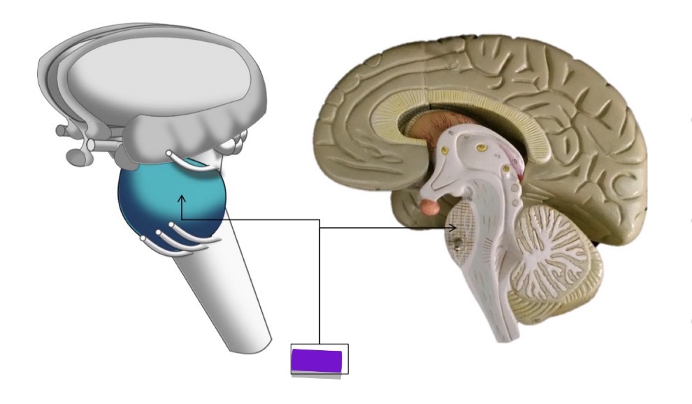 <p>what structure is highlighted in these images</p>