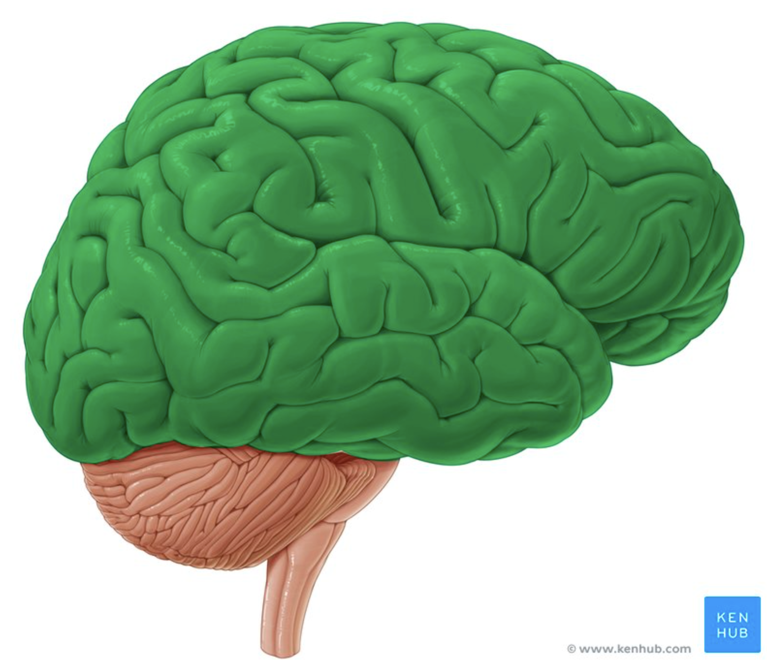 <p>CEREBRAL CORTEX. GREY or WHITE MATTER?</p>
