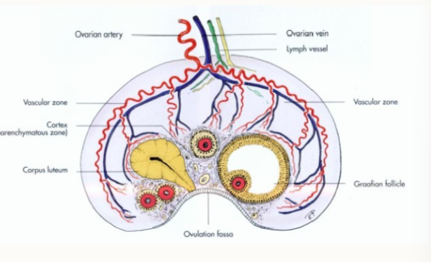 <ul><li><p>very large (8-10cm)</p></li><li><p>ovarian fossa with germinal epithelium in the medulla is where the cortex tissue is found in other species</p></li><li><p>vascular zone is the cortex</p></li></ul><p></p>