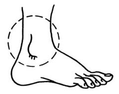<p>the ankle</p>