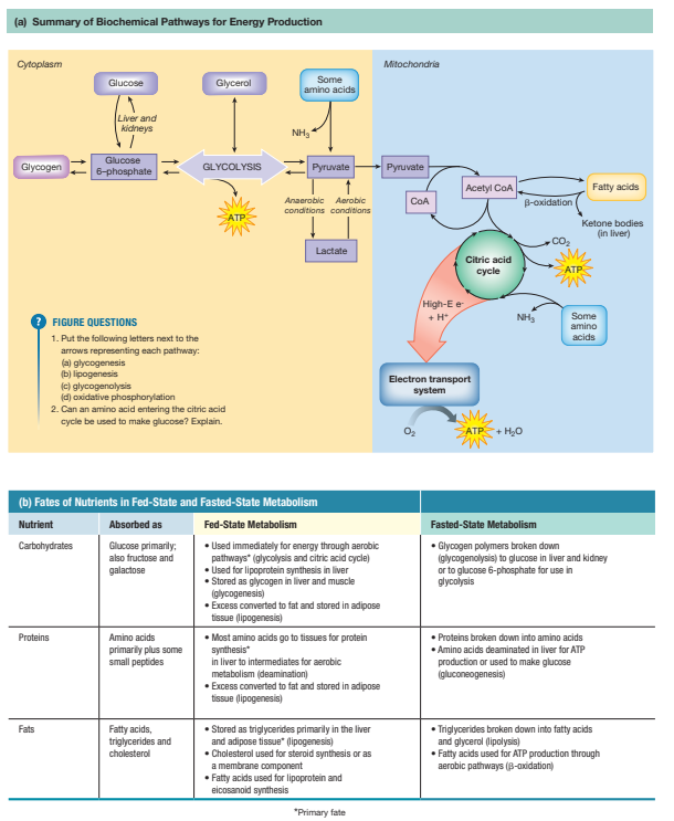 <p>The fed state begins <span><strong>immediately after ingestion</strong></span> of a meal and typically lasts <span><strong>3–5 hours</strong></span>. The primary goal is <span><strong>nutrient storage and synthesis</strong></span>. Key features include <span><strong>high insulin, low glucagon, active anabolic pathways</strong></span>, and coordinated organ-specific responses.</p>