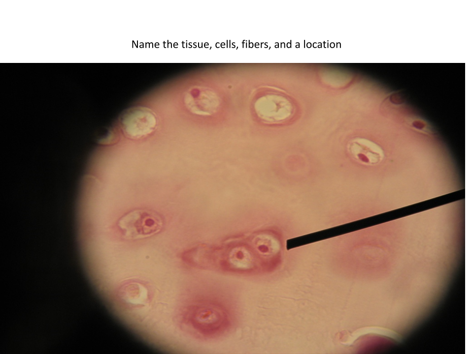 <p>Name of this tissue?</p>