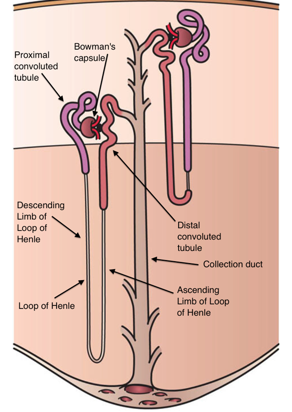 <ul><li><p><strong>Renal corpuscles </strong>located near the border <strong>between the renal cortex and medulla</strong></p></li><li><p><strong>Long nephron loop</strong> extends deep into the renal medulla</p></li><li><p>Help <strong>establish salt concentration gradient in interstitial space</strong></p></li><li><p>Allows for<strong> regulation of urine concentration by antidiuretic hormone (ADH)</strong></p></li></ul><p></p>