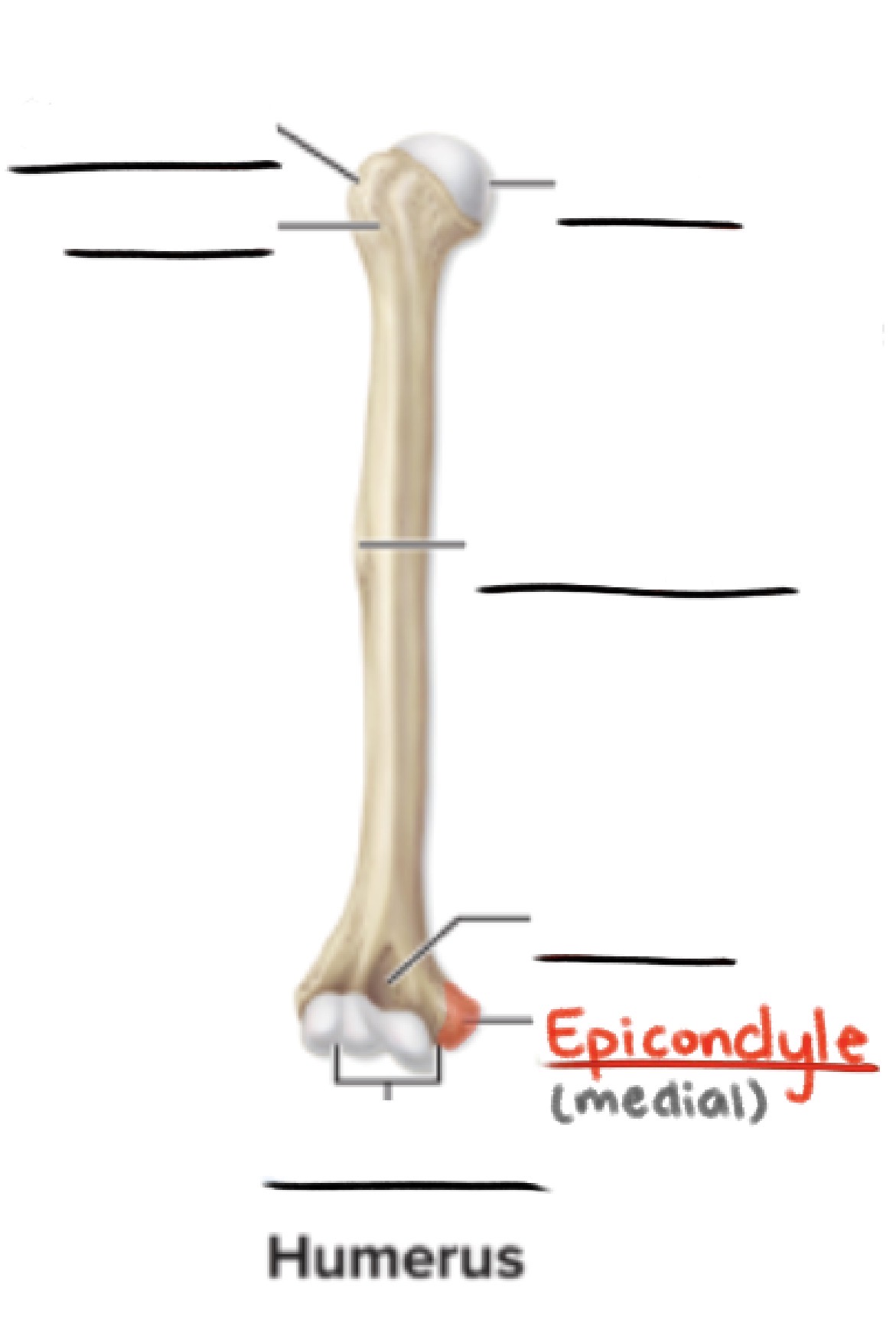 <p><strong>Epicondyle</strong></p><p>Projection adjacent to a condyle</p><p>(Projection)</p>