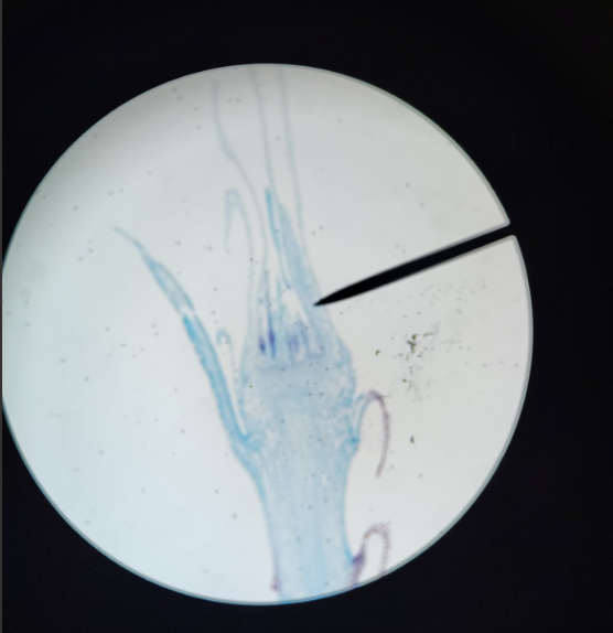 <ol><li><p>Name the phylum</p></li><li><p>Name it</p></li></ol><p></p>