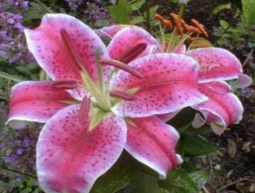 <p>One single flower per stalk</p>