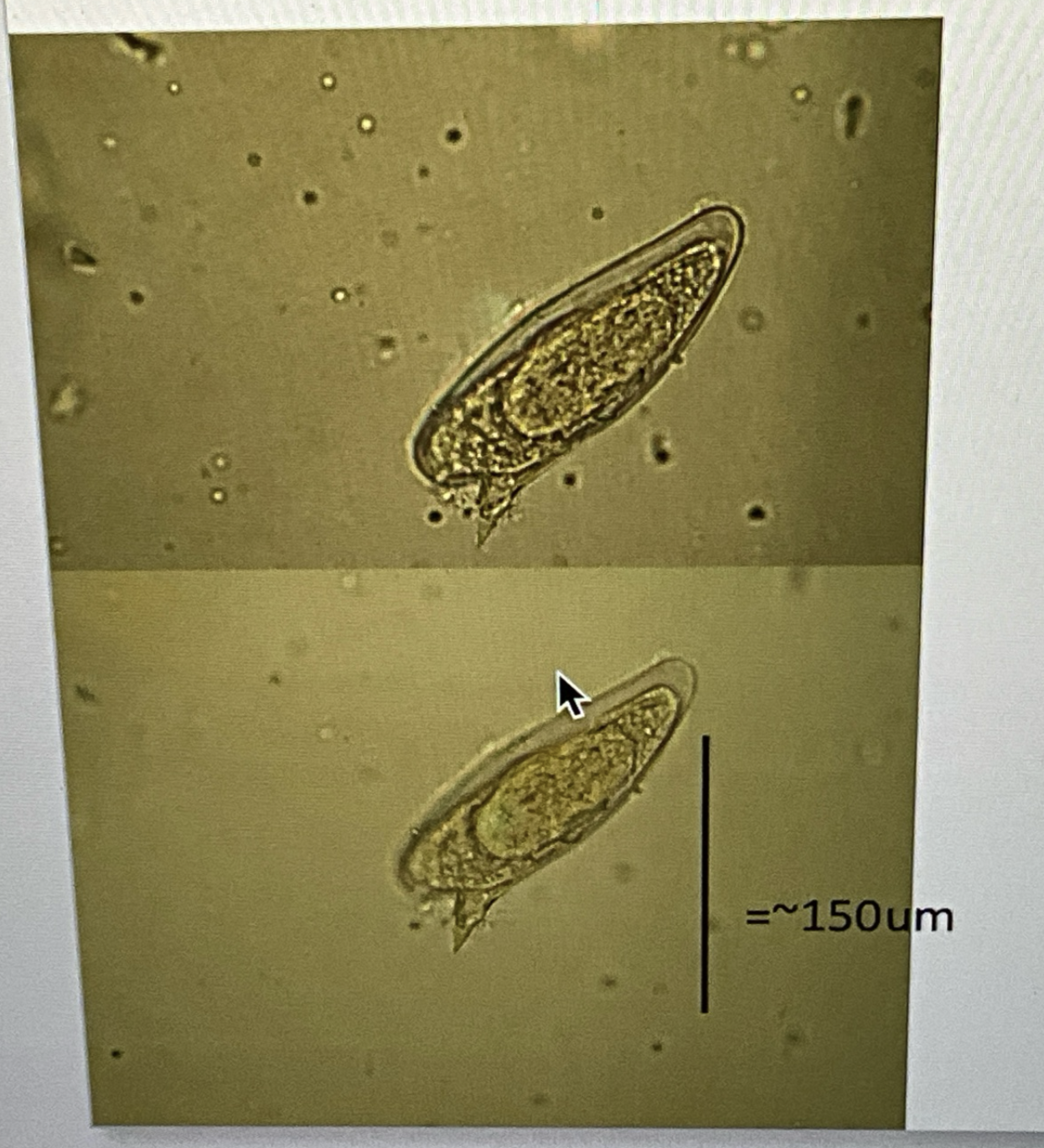 <p>Kingdom?</p><p class="p1">Phylum?</p><p class="p1">Class?</p><p class="p1">Subclass?</p><p class="p1">Order?</p><p class="p1">Family?</p><p class="p1">Species/Stage?</p>