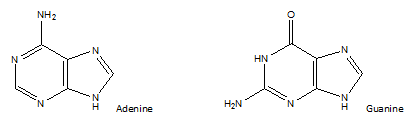 <p>Guanine has a double bonded oxygen sticking up </p><p></p>