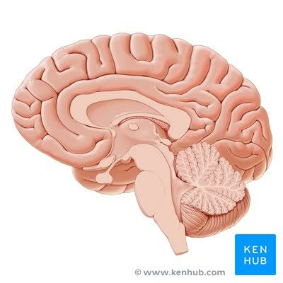 <p>Label: Cerebrum</p>