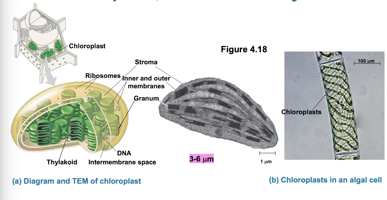 <ul><li><p>site of photosynthesis (production of sugar + O2 while converting sunlight into ATP)</p></li><li><p>contain green pigment chlorophyll and other enzymes for photosynthesis</p></li></ul><p></p>