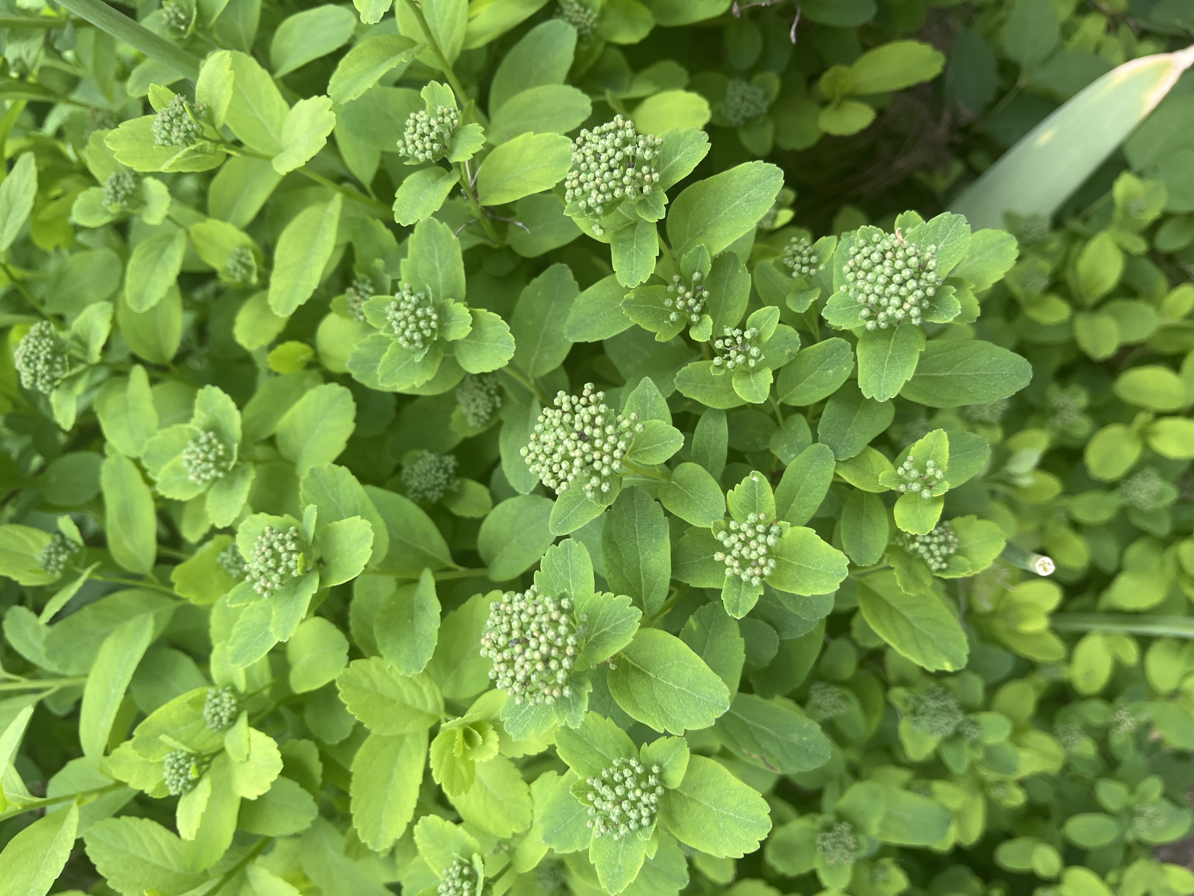<p>björkspirea</p>
