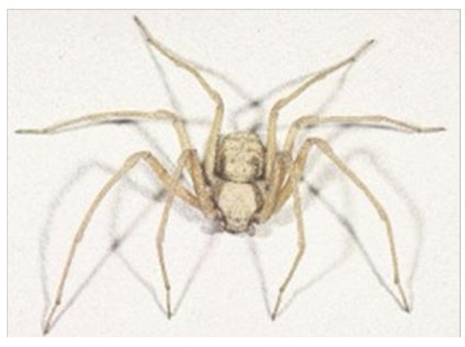 <p>What spider species is this </p>