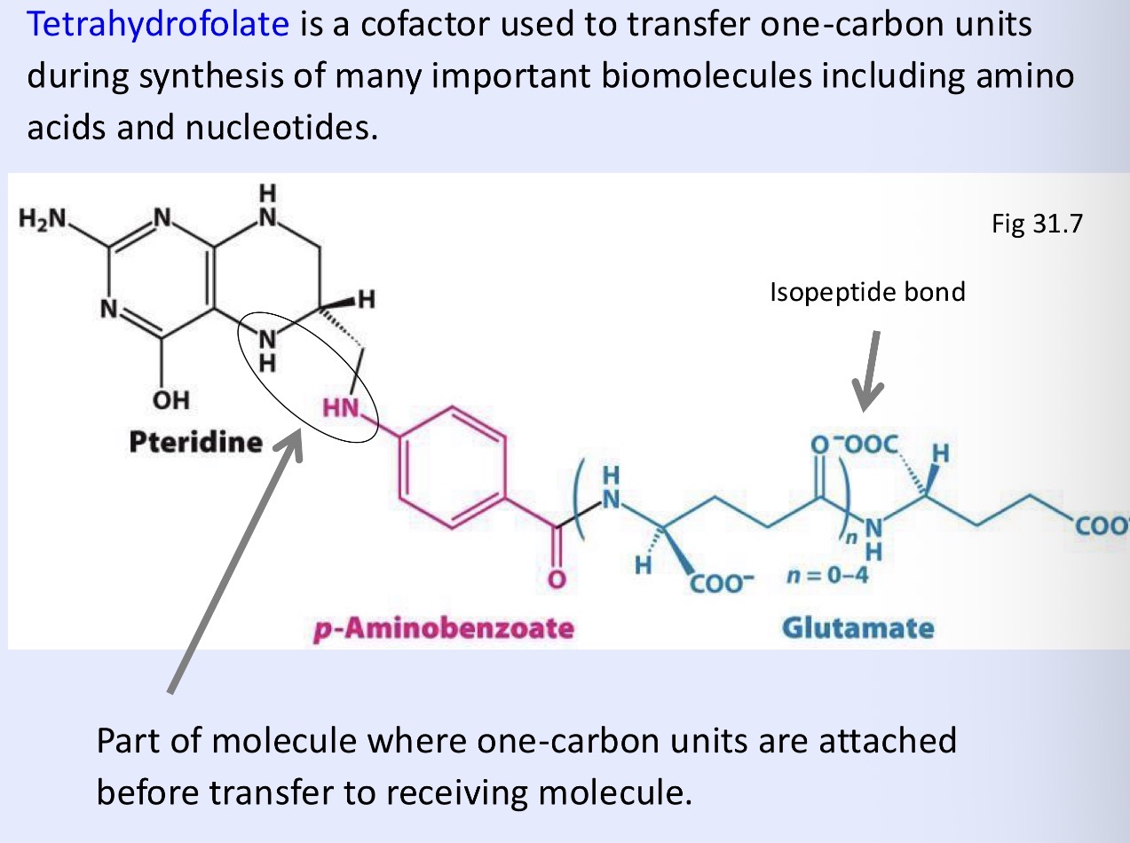 <p>Tetrahydrofolate (THF)</p>