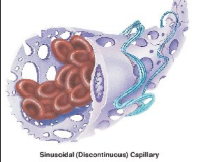 <p>describe Discontinuous capillaries (sinusoids)</p>