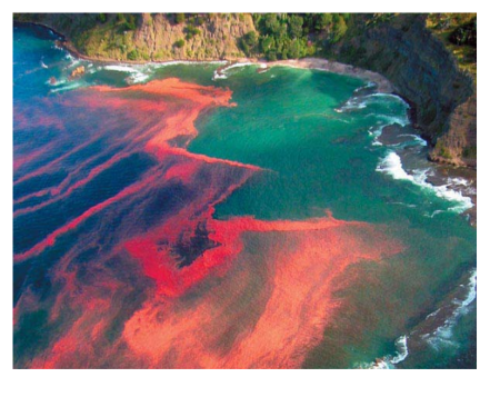 <p>an event that occurs on the coastline when algae—a plant-like organism—grows out of control.</p><p>Caused by Gonyaulax, a dinoflagellate protist that spreads on the surface of the water</p><p>The name “red tide” comes from the fact that overgrown algae can cause the water to change color.</p>