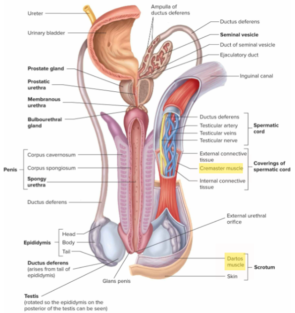 <p>The scrotum keeps the testes outside the body cavity. Muscles (<span style="color: yellow;">cremaster</span> and <span style="color: yellow;">dartos</span>) alter how near or far the testes are from the body wall, allowing <span style="color: red;">spermatogenesis </span>to occur at a lower temperature.</p>