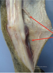 <p>the areas in this image are pointing to what part of the common integument</p>