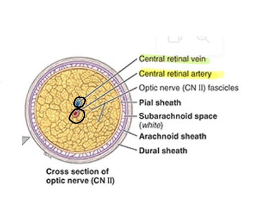 <p>optic retina</p>