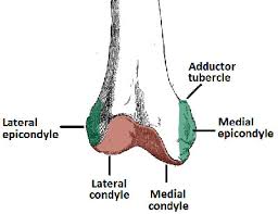 <ol><li><p>medial femoral condyle: join the tibia at the knee joint</p></li><li><p>lateral femoral condyle: join the tibia at the knee joint</p></li><li><p>lateral femoral epicondyle: lateral collateral ligament, lateral head of gastrocnemuis, and origin of popliteus attach</p></li><li><p>medial femoral epicondyle: medial collateral ligament and medial head of gastrocnemius attach</p></li></ol><p></p>