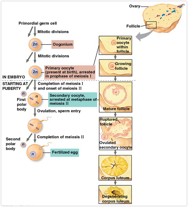<ul><li><p>the ovaries are composed of an outer covering surrounding up to 400,000 follicles (present at birth)</p></li><li><p>from puberty to menopause follicles mature and egg cells are released (ovulation) - monthly </p></li><li><p>oogenesis: production of eggs</p><ul><li><p>oogenesis (diploid) enter meiosis and become primary oocytes </p></li><li><p>but stop in prophase I of meiosis and become primary oocytes</p></li><li><p>after puberty FSH stimulates one or more primary oocytes to complete the first meiotic division and pause in metaphase II</p></li><li><p>the mature follicle ruptures releasing the secondary oocyte from the ovary</p></li><li><p>at the time of ovulation the egg is in metaphase II of meiosis</p></li><li><p>after a sperm penetrates the egg it is triggered to complete meiosis</p></li></ul></li></ul><p></p>