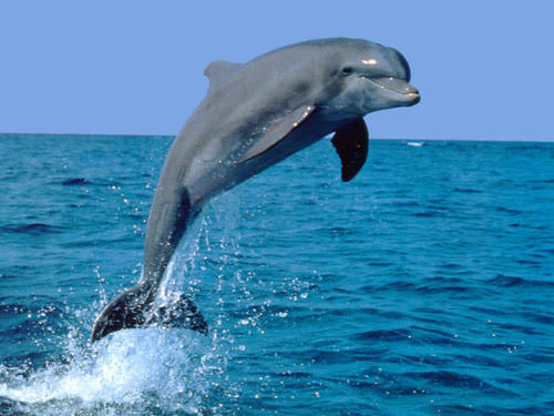 <p>dolphin</p>