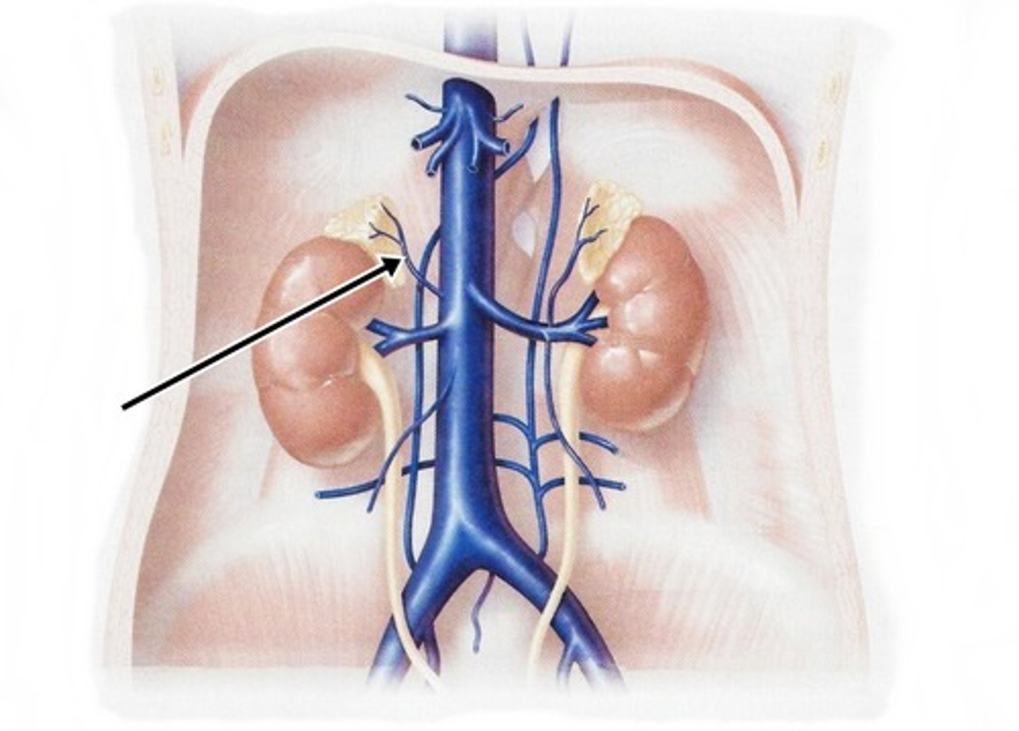 <p>what does the right suprarenal vein drain of the IVC?</p>
