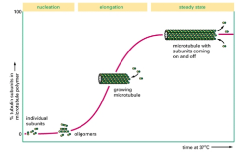<ol><li><p><strong>Nucleation </strong></p><ol><li><p><u>Oligomers</u> = stable seed/nucleus → used to initiate </p><ol><li><p>Slow lag phase </p></li></ol></li></ol></li><li><p><strong>Elongation</strong> = fast addition of heterodimers </p></li><li><p><strong>Steady state</strong> = when [tubulin heterodimer] = Cc </p><ol><li><p>Rate of elongation = rate of shrinkage → TREADMILLS</p></li></ol></li></ol><p></p>