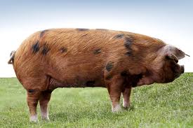 <p>What is the name of this breed?</p>