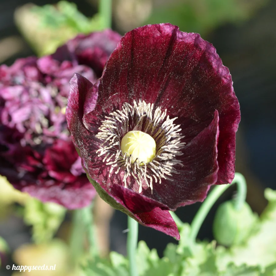 <ul><li><p><strong>Bron:</strong> De <strong>Slaapbol</strong> (<em>Papaver somniferum</em>). De plant maakt van nature de alkaloïde <strong>morfine</strong>. Door in een laboratorium twee acetylgroepen aan morfine toe te voegen, ontstaat heroïne.</p></li><li><p><strong>Functie/Mechanisme:</strong> Heroïne is een krachtige <strong>agonist van de opioïdreceptoren</strong> in het centrale zenuwstelsel.</p><ul><li><p><strong>De "Rush":</strong> Omdat heroïne door die acetylgroepen veel <strong>lipofieler</strong> (vetoplosbaarder) is dan morfine, schiet het razendsnel door de bloed-hersenbarrière.</p></li><li><p><strong>Prodrug:</strong> Eenmaal in de hersenen wordt heroïne razendsnel weer omgezet in morfine, dat vervolgens de receptoren activeert.</p></li></ul></li><li><p><strong>Effect op het lichaam:</strong></p><ul><li><p><strong>Analgetisch:</strong> Extreme pijnstilling.</p></li><li><p><strong>Sedatief:</strong> Slaperigheid en een gevoel van intense rust/euforie.</p></li><li><p><strong>Ademhalingsdepressie (Gevaar!):</strong> Het onderdrukt de prikkel in de hersenstam die zegt dat je moet ademen. Dit is bijna altijd de doodsoorzaak bij een overdosis.</p></li><li><p><strong>Miosis:</strong> Extreem vernauwde pupillen ("speldeknop-pupillen"), een klassiek kenmerk van opioïdgebruik.</p></li></ul></li></ul><p></p>