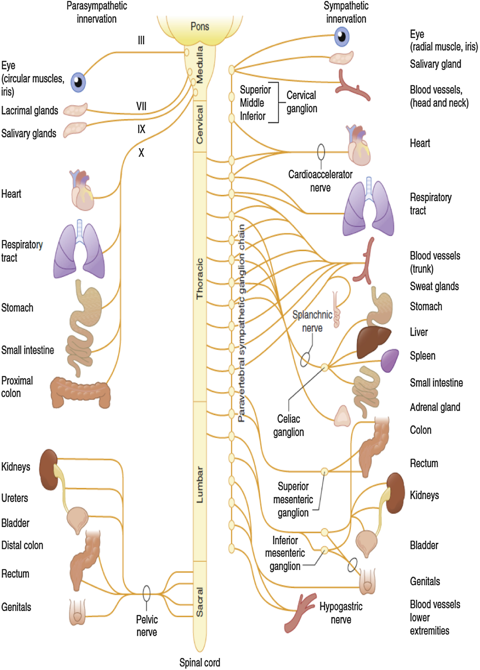 <p>carries information from internal organs, glands, and blood vessels to the central nervous system to monitor the body's internal environment</p>